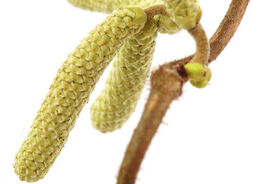 Faszination heimische Gehölze