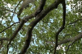 Faszination heimische Gehölze