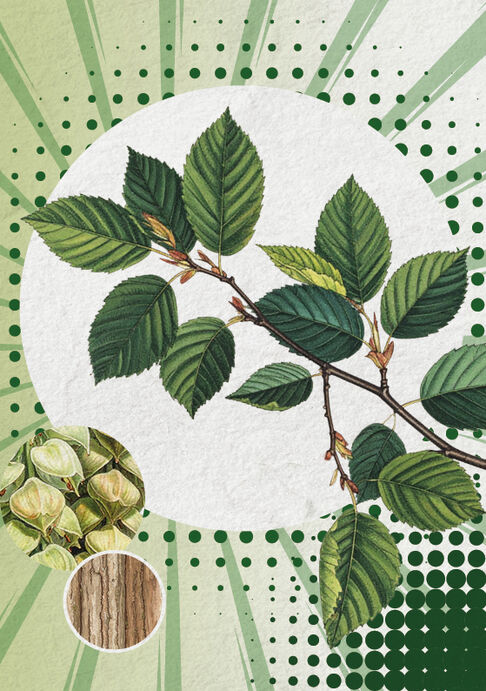 Die Hainbuche oder bairisch Hogelbuacha (Carpinus betulus)