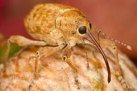 Faszination heimische Gehölze