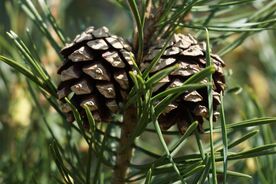 Faszination heimische Gehölze