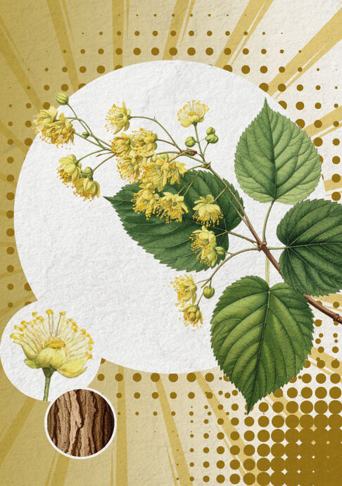 Die Linden (Winterlinde- Tilia cordata und Sommerlinde- Tilia platyphyllos)