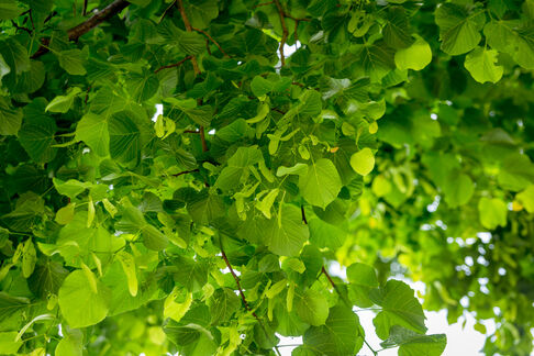 Ein kleines Glossar zu heimischen Arten