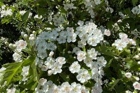 Faszination heimische Gehölze