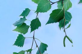 Faszination heimische Gehölze