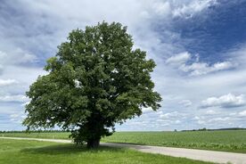 Faszination heimische Gehölze