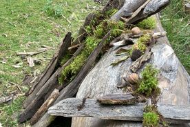 2025: Heimische Vielfalt - Streifzüge durch unsere Natur