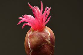 Faszination heimische Gehölze