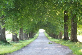 Faszination heimische Gehölze