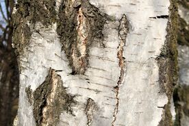 Faszination heimische Gehölze