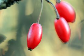 Faszination heimische Gehölze