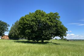Faszination heimische Gehölze