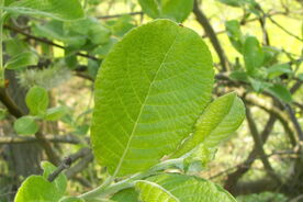 Faszination heimische Gehölze