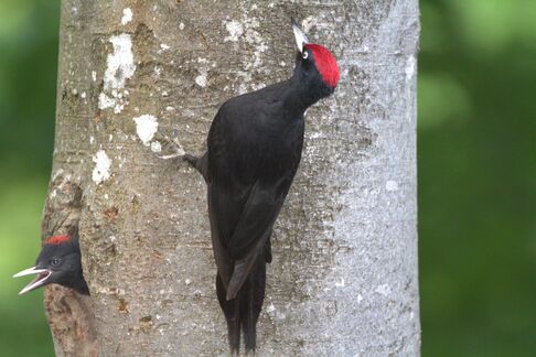 Der Wood Warrior - mit Pressluftschnabel und Wohnbau-Talent