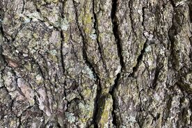 Faszination heimische Gehölze