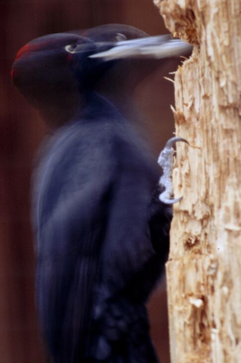 Der Wood Warrior - mit Pressluftschnabel und Wohnbau-Talent