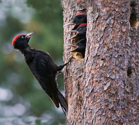 Der Wood Warrior - mit Pressluftschnabel und Wohnbau-Talent