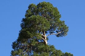 Faszination heimische Gehölze