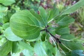 Faszination heimische Gehölze