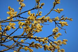 Faszination heimische Gehölze