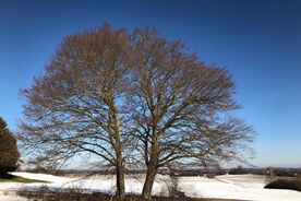Faszination heimische Gehölze