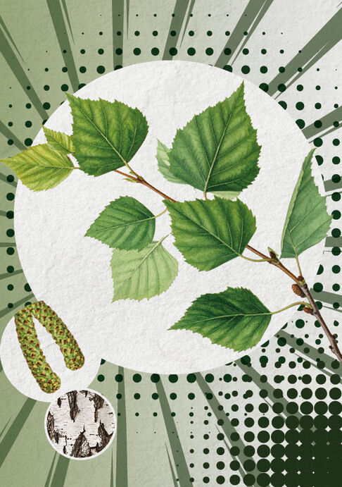 Die Birke (Betula pendula)