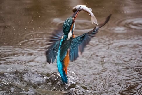 Der Aqua Strike - ein Präzisionstaucher mit Turbo-Antrieb