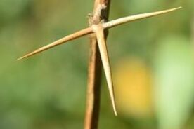 Faszination heimische Gehölze