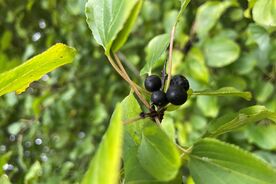 Faszination heimische Gehölze