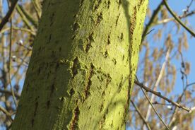 Faszination heimische Gehölze