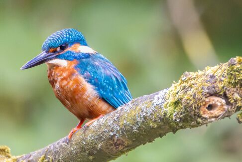 Der Aqua Strike - ein Präzisionstaucher mit Turbo-Antrieb