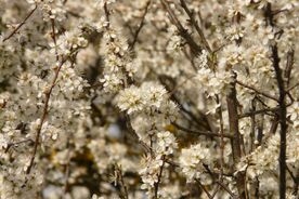 Faszination heimische Gehölze