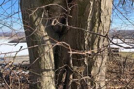 Faszination heimische Gehölze