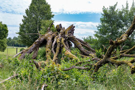 Faszination heimische Gehölze