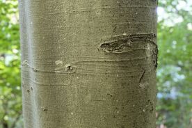 Faszination heimische Gehölze