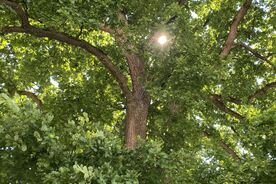 Faszination heimische Gehölze