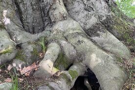 Faszination heimische Gehölze