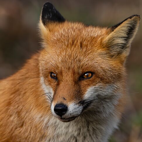 Der Flame Runner - ein lautloser Jäger der Nacht