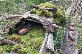 2025: Heimische Vielfalt - Streifzüge durch unsere Natur