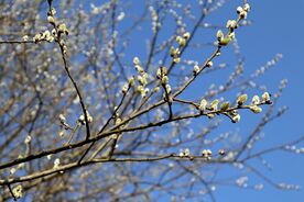 Faszination heimische Gehölze