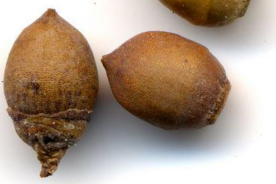 Faszination heimische Gehölze