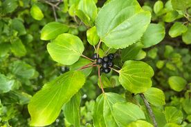 Faszination heimische Gehölze