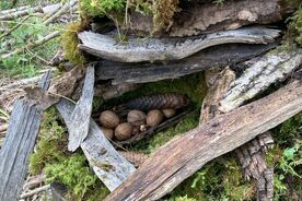 2025: Heimische Vielfalt - Streifzüge durch unsere Natur