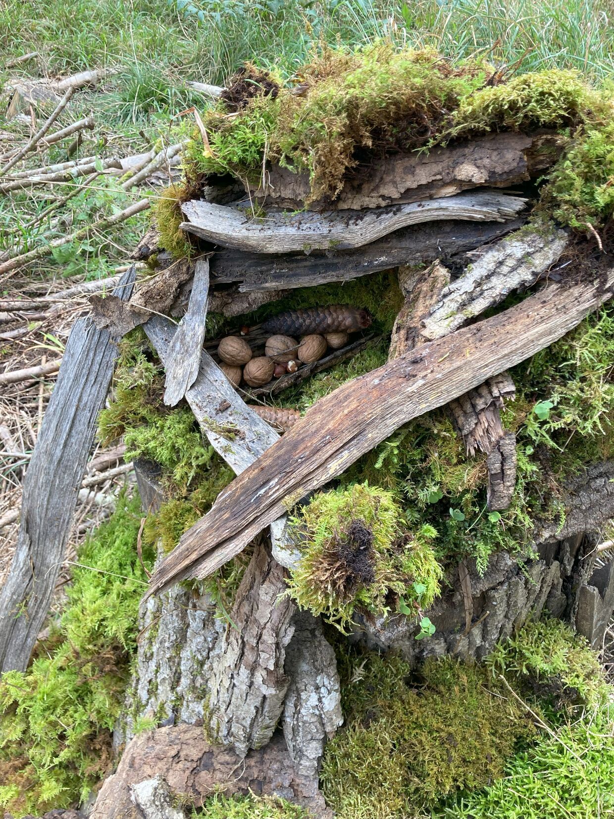 2025: Heimische Vielfalt - Streifzüge durch unsere Natur