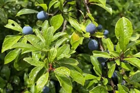 Faszination heimische Gehölze