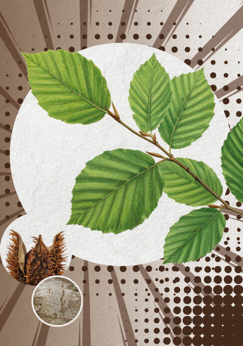 Die Buche (Fagus sylvatica)