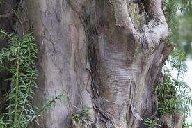 Faszination heimische Gehölze