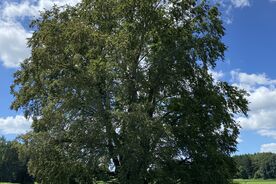 Faszination heimische Gehölze