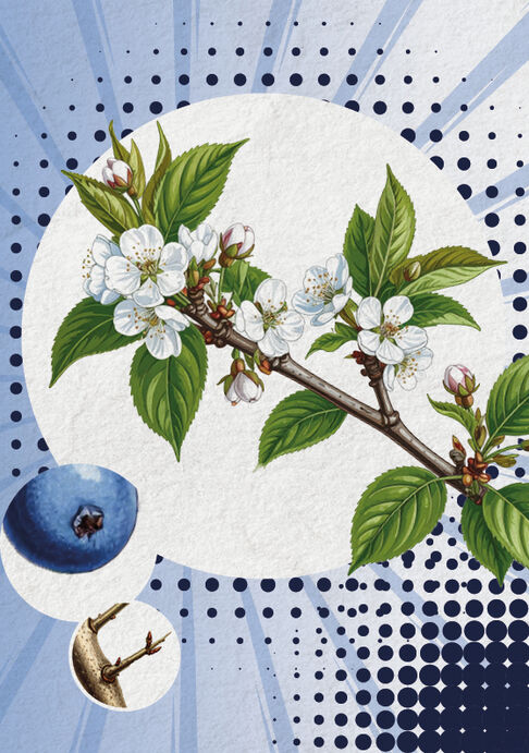 Die Schlehe (Prunus spinosa)