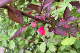 Faszination heimische Gehölze